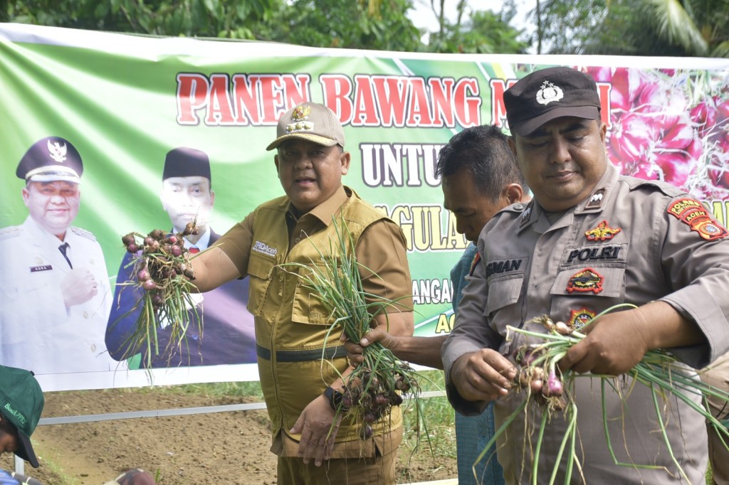 Panen Perdana Bawang Merah, Asra: Ini Intervensi Pemkab Untuk Kendalikan Inflasi