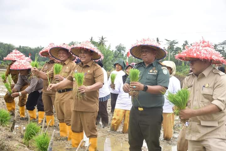 PJ Bupati Asra Turun Langsung Lakukan Gerakan Tanam Padi Serentak